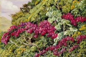 Royal Botanic Gardens, Kew; (c) Royal Botanic Gardens, Kew (book); Supplied by The Public Catalogue Foundation