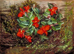 Royal Botanic Gardens, Kew; (c) Royal Botanic Gardens, Kew (book); Supplied by The Public Catalogue Foundation